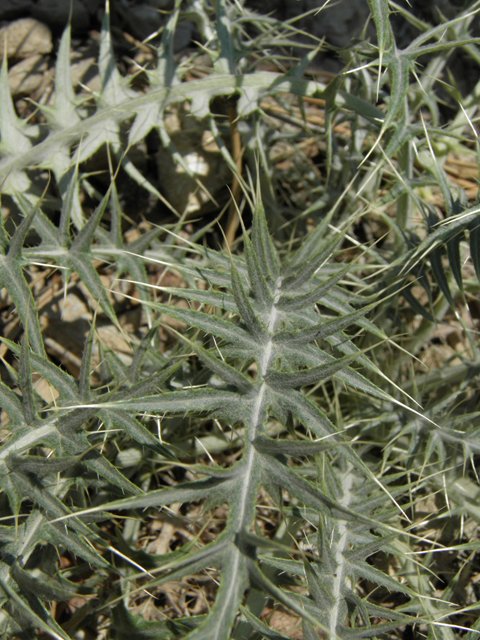 Cirsium clokeyi (Whitespine thistle) #77418