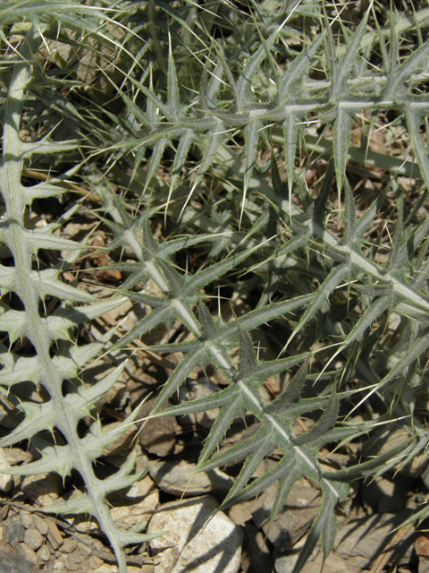 Cirsium clokeyi (Whitespine thistle) #77419