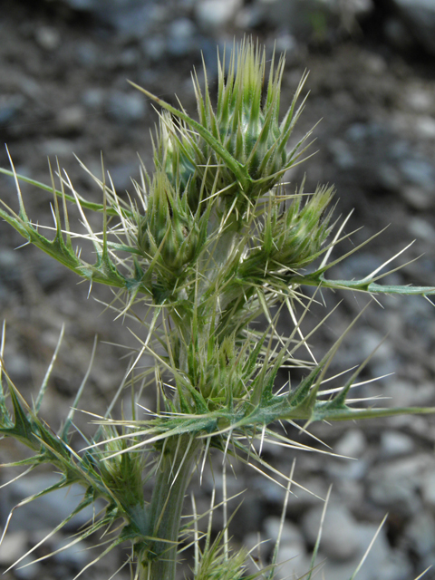 Cirsium clokeyi (Whitespine thistle) #77420