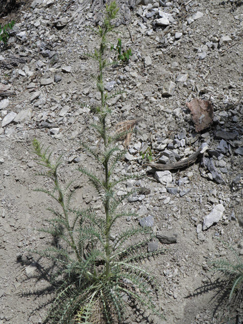 Cirsium clokeyi (Whitespine thistle) #77422