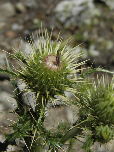 Cirsium clokeyi (Whitespine thistle) #77424