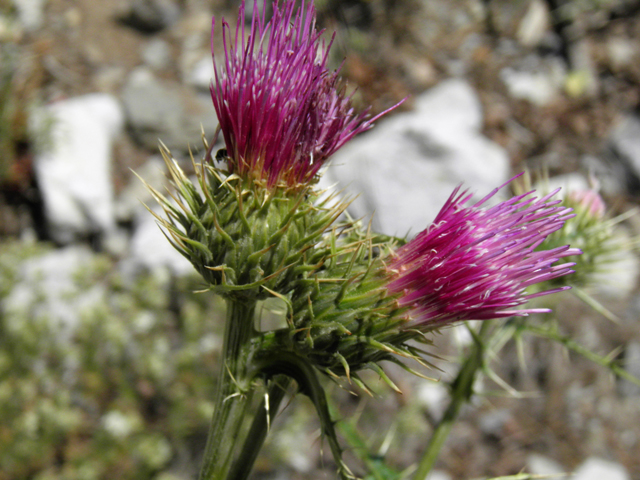 Cirsium clokeyi (Whitespine thistle) #77425