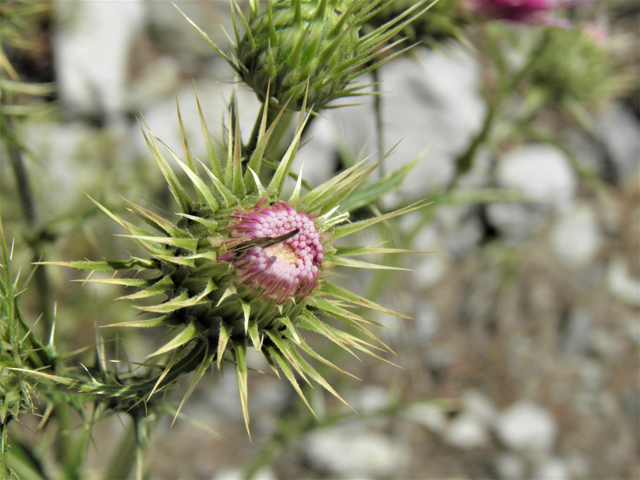 Cirsium clokeyi (Whitespine thistle) #77426