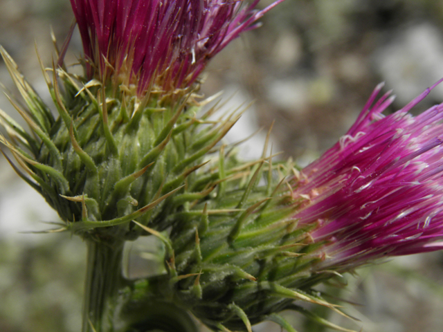 Cirsium clokeyi (Whitespine thistle) #77427