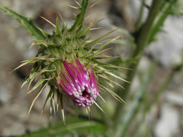 Cirsium clokeyi (Whitespine thistle) #77428