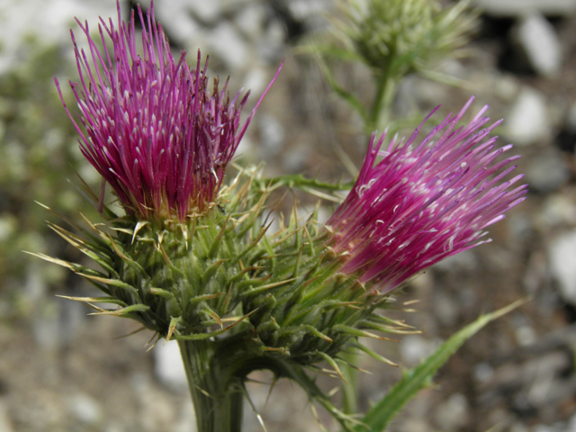 Cirsium clokeyi (Whitespine thistle) #77429