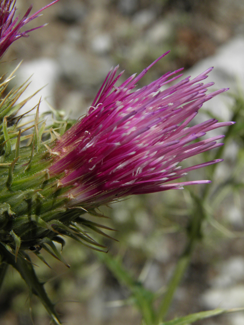 Cirsium clokeyi (Whitespine thistle) #77431