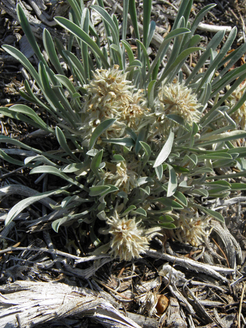 Cryptantha flavoculata (Roughseed cryptantha) #77476