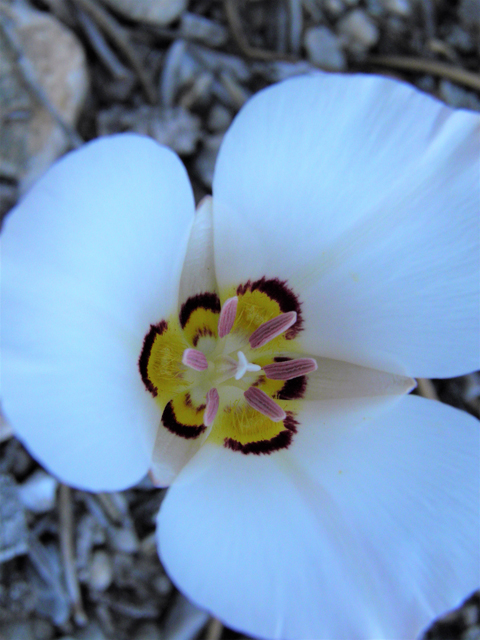 Calochortus bruneaunis (Bruneau mariposa lily) #77544