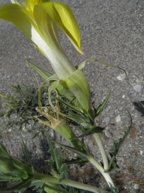 Mentzelia laevicaulis (Smoothstem blazingstar) #77550