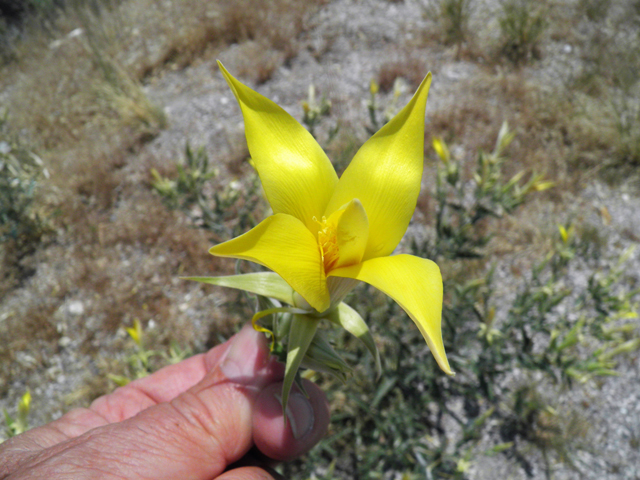 Mentzelia laevicaulis (Smoothstem blazingstar) #77557