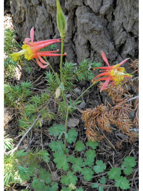 Aquilegia formosa (Western columbine) #77631