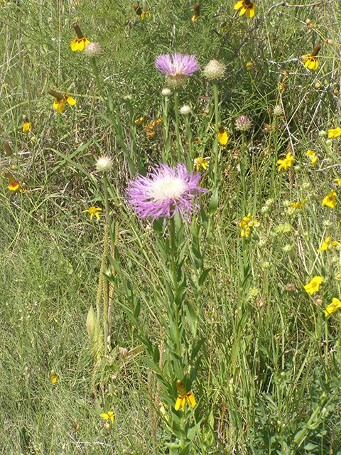 Centaurea americana (American basket-flower) #77730