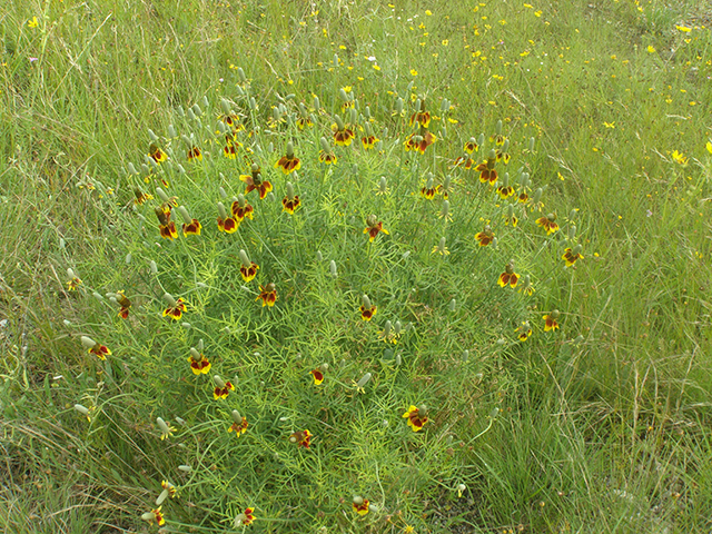 Ratibida columnifera (Mexican hat) #77737