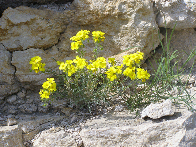 Lesquerella fendleri (Fendler's bladderpod) #77752