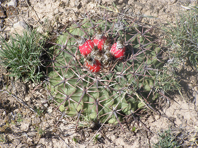 Echinocactus texensis (Horse crippler) #77755