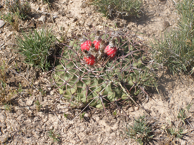 Echinocactus texensis (Horse crippler) #77756