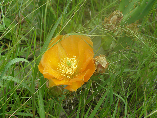 Opuntia engelmannii var. lindheimeri (Texas prickly pear) #77758