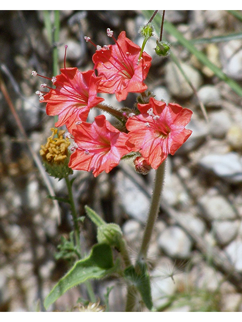 Nyctaginia capitata (Devil's bouquet) #77780