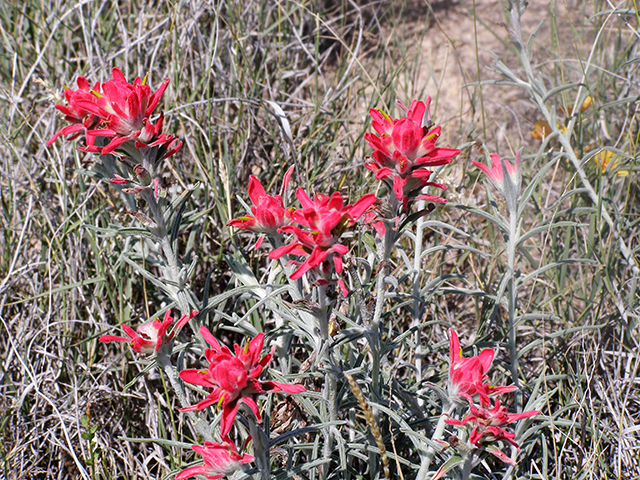 Castilleja lanata (Sierra woolly indian paintbrush) #77786