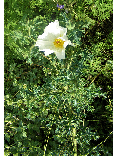 Argemone albiflora (Bluestem pricklypoppy) #77795