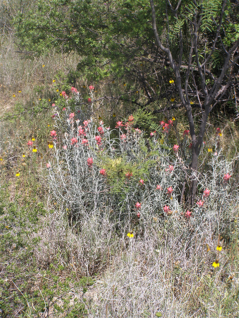 Castilleja lanata ssp. lanata (Sierra woolly indian paintbrush) #77822