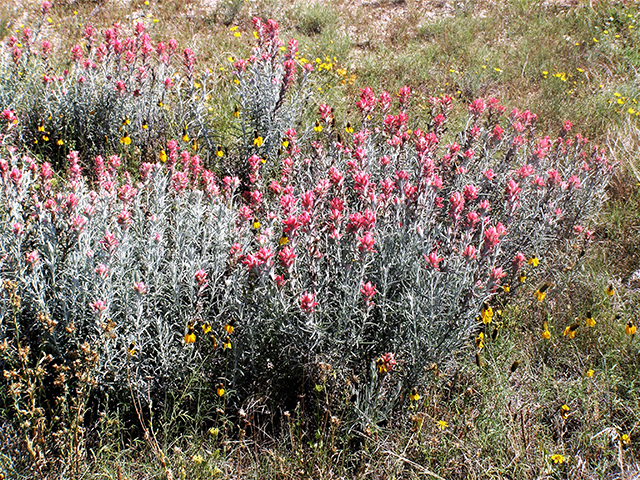 Castilleja lanata ssp. lanata (Sierra woolly indian paintbrush) #77823