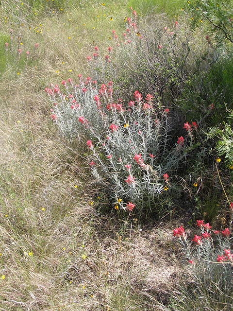 Castilleja lanata ssp. lanata (Sierra woolly indian paintbrush) #77824