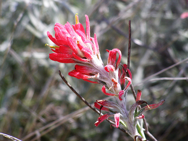 Castilleja lanata ssp. lanata (Sierra woolly indian paintbrush) #77825