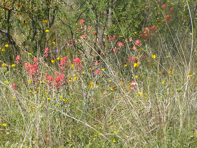 Castilleja lanata ssp. lanata (Sierra woolly indian paintbrush) #77827