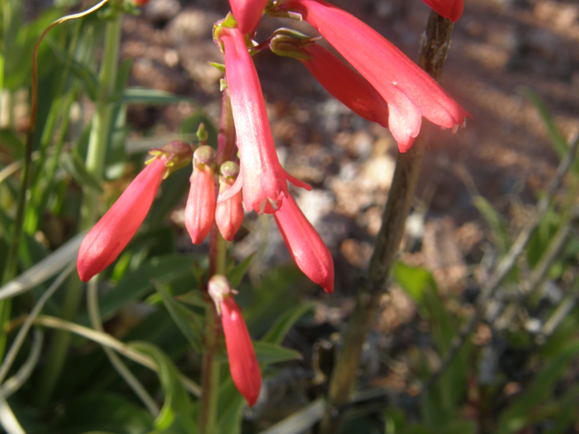 Penstemon eatonii (Firecracker penstemon) #77915