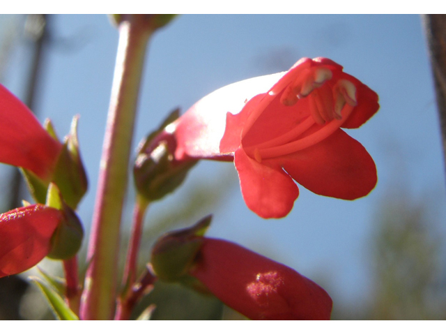 Penstemon eatonii (Firecracker penstemon) #77917