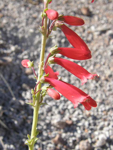 Penstemon eatonii (Firecracker penstemon) #77918