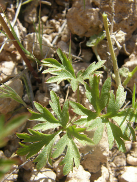 Anemone tuberosa (Tuber anemone) #77935