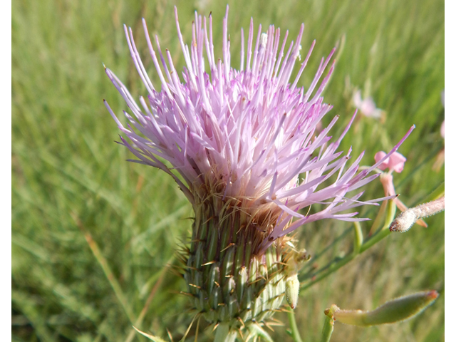 Cirsium ochrocentrum (Yellowspine thistle) #78025