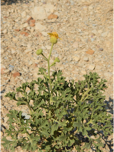 Perityle vaseyi (Vasey's rockdaisy) #78046