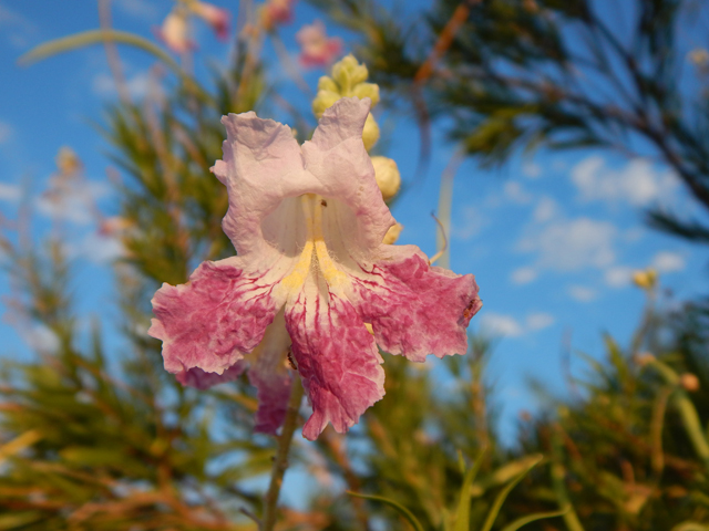 Chilopsis linearis (Desert willow) #78068