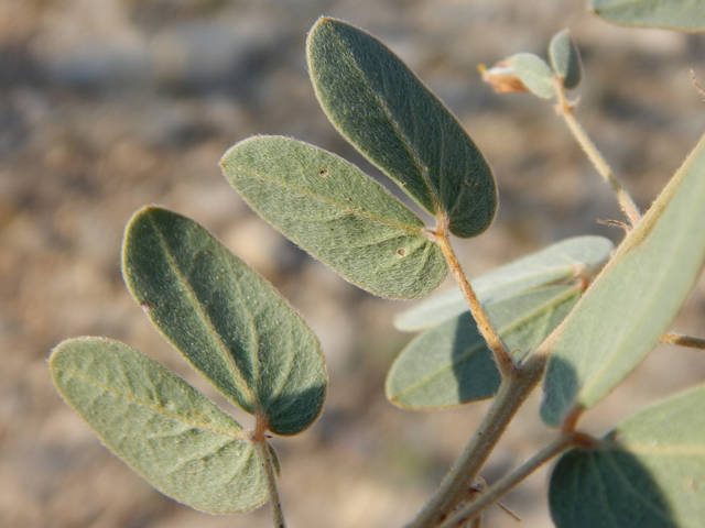 Senna bauhinioides (Twinleaf senna) #78118