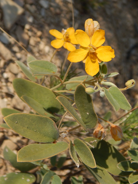 Senna bauhinioides (Twinleaf senna) #78119