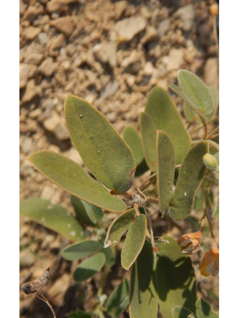 Senna bauhinioides (Twinleaf senna) #78120