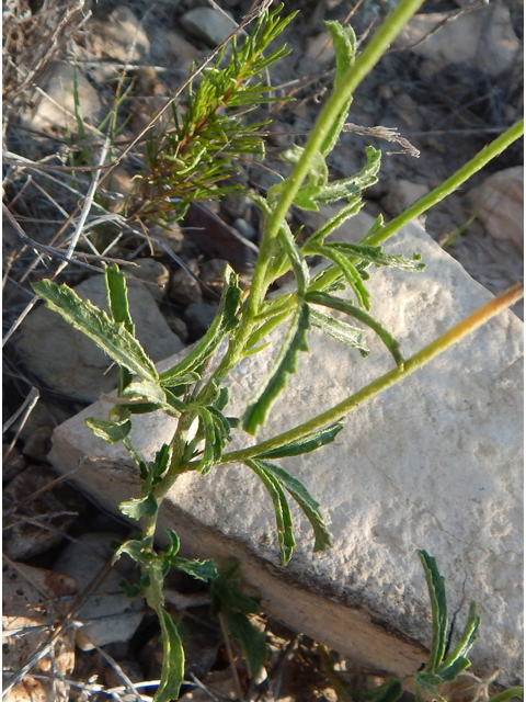 Hibiscus coulteri (Desert rosemallow) #78148