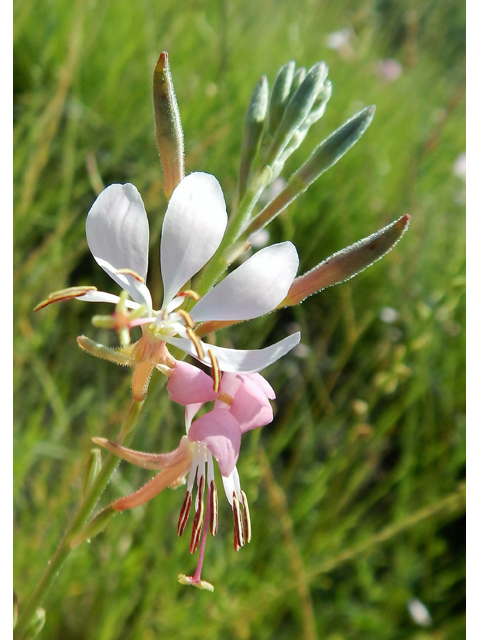 Oenothera suffrutescens (Scarlet beeblossom) #78198