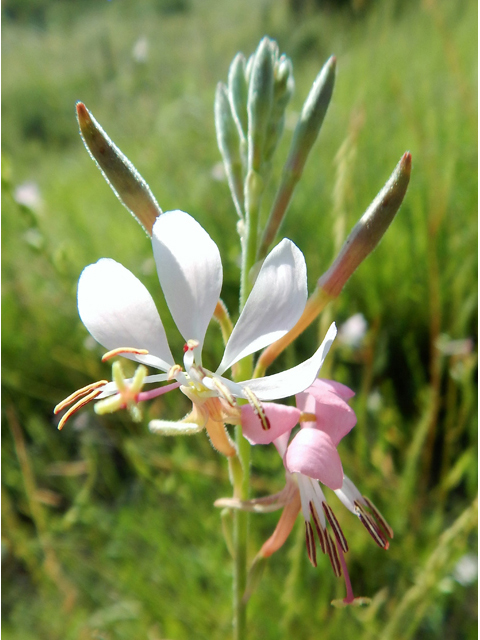 Oenothera suffrutescens (Scarlet beeblossom) #78199