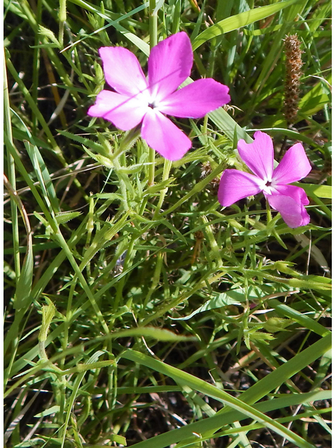 Phlox nana (Santa fe phlox) #78215