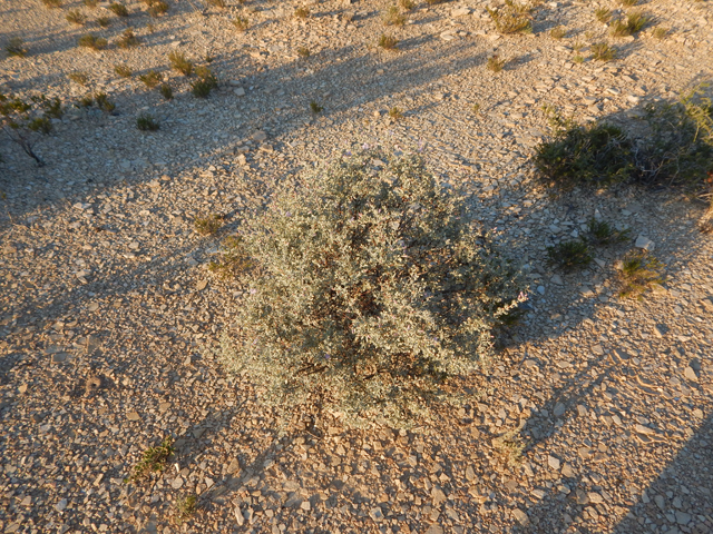 Leucophyllum minus (Big bend barometerbush) #78224