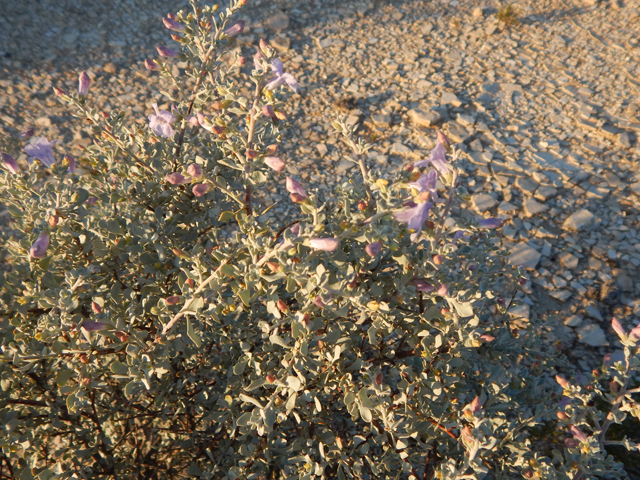 Leucophyllum minus (Big bend barometerbush) #78225