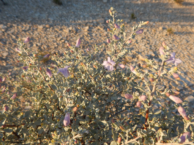 Leucophyllum minus (Big bend barometerbush) #78226