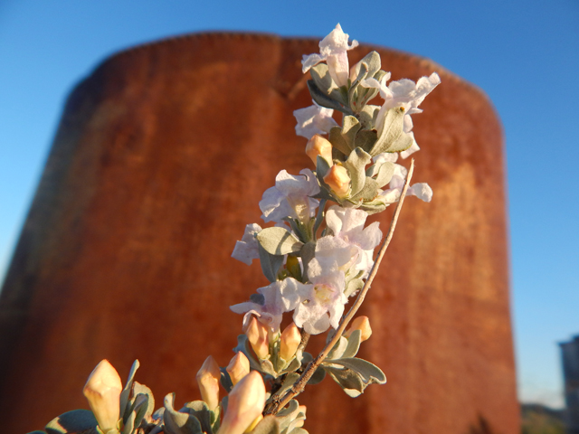 Leucophyllum minus (Big bend barometerbush) #78227