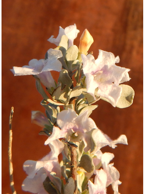 Leucophyllum minus (Big bend barometerbush) #78228