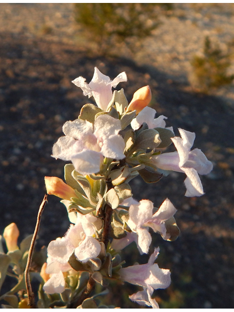 Leucophyllum minus (Big bend barometerbush) #78229